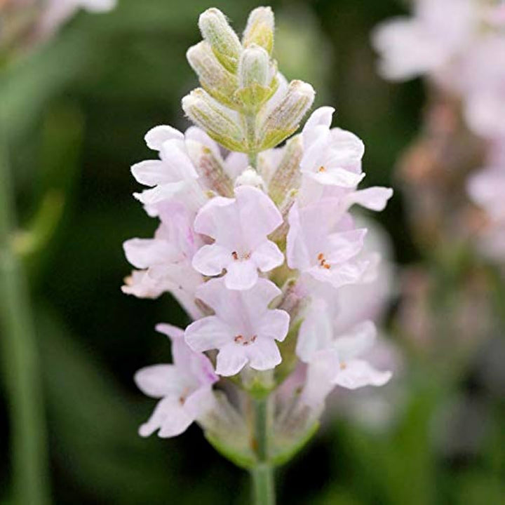 Lavender flower seeds