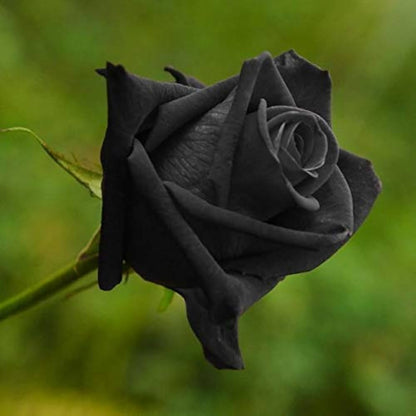 Black Rose plant