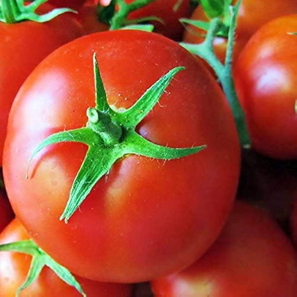 giant tomato seeds