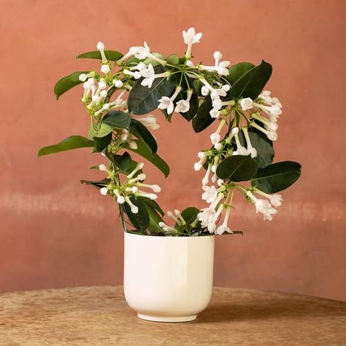 White Stephanotis Flower - Heirloom, Non - Gmo Seeds