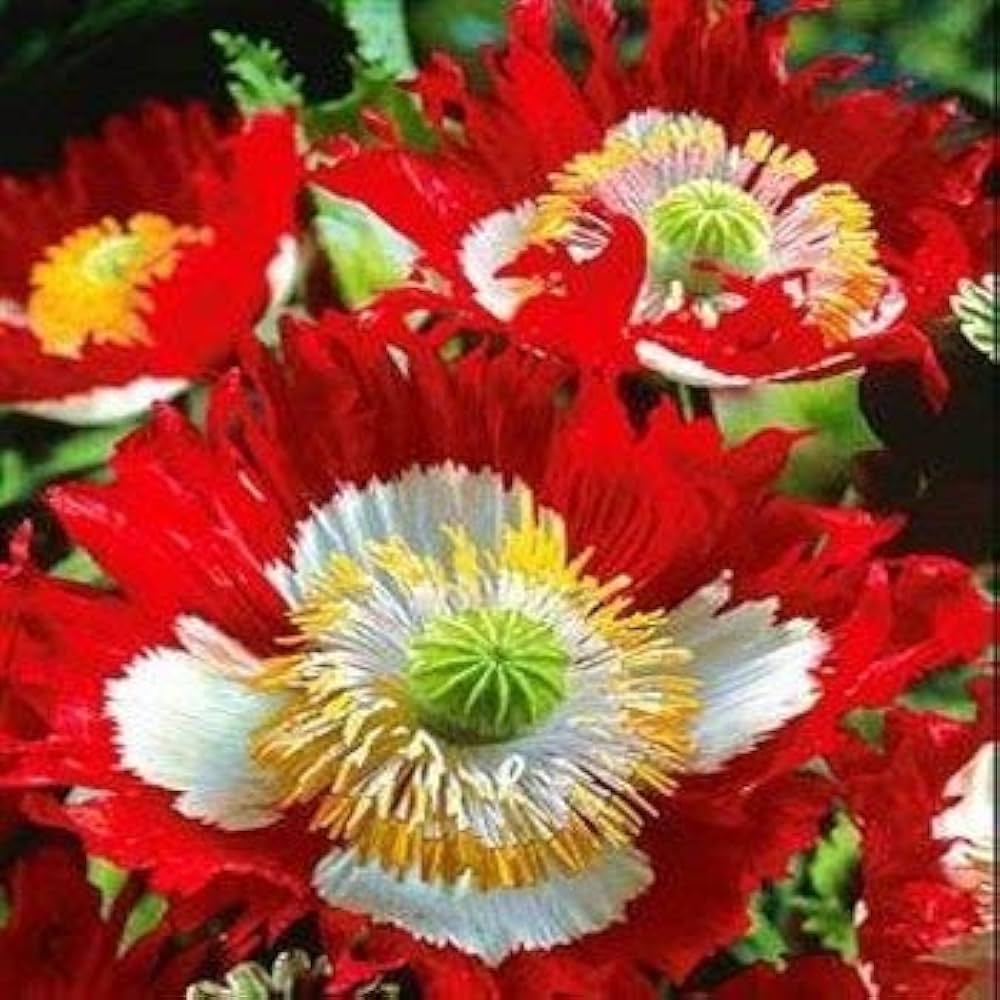 Danish flower seeds