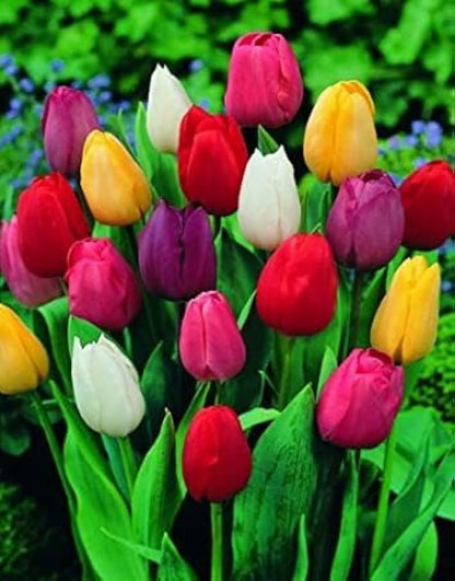 Tulip flower seeds