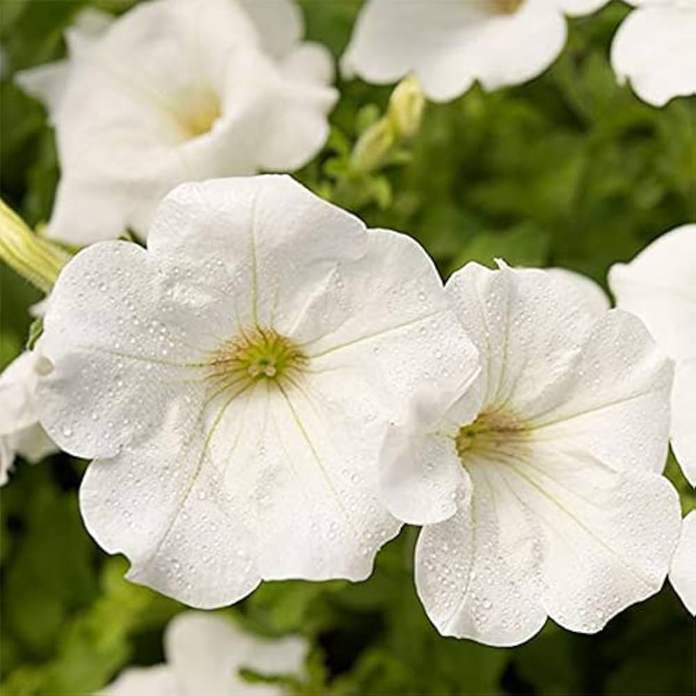 White Wave flower seeds