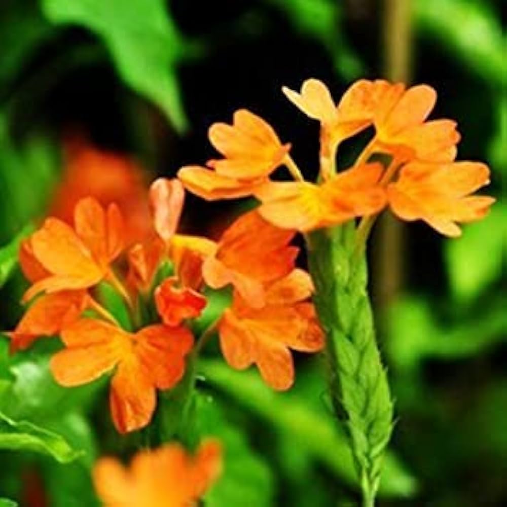 Firecracker flower seeds