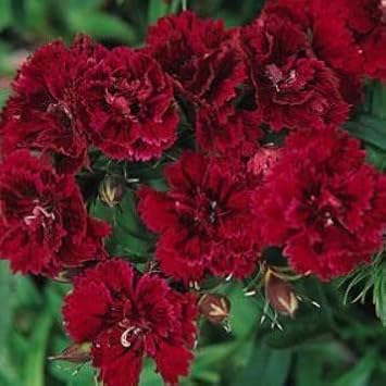 Maroon Dianthus flower seeds