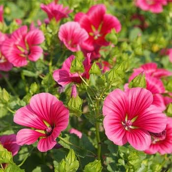 Pink Malope flower seeds