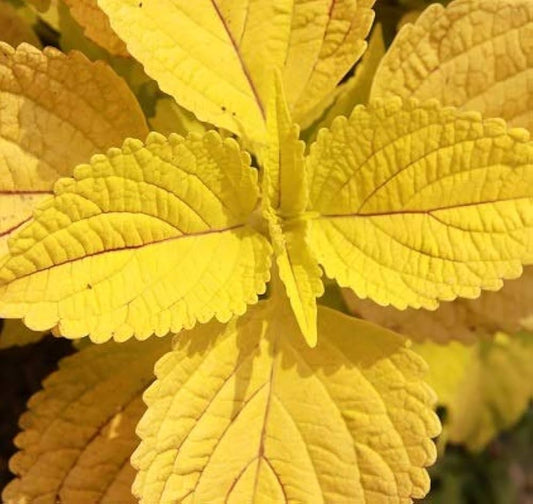 Yellow Coleus flower seeds