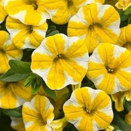 Yellow Double flower seeds
