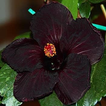 Black Hibiscus flower seeds