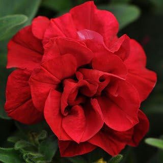 Double Wave flower seeds