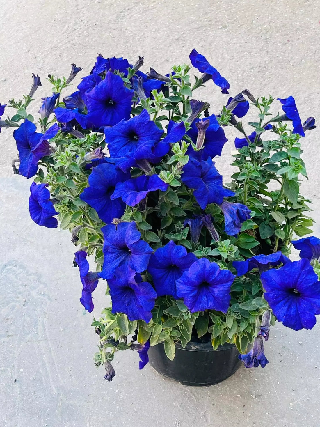 Deep Blue flower seeds