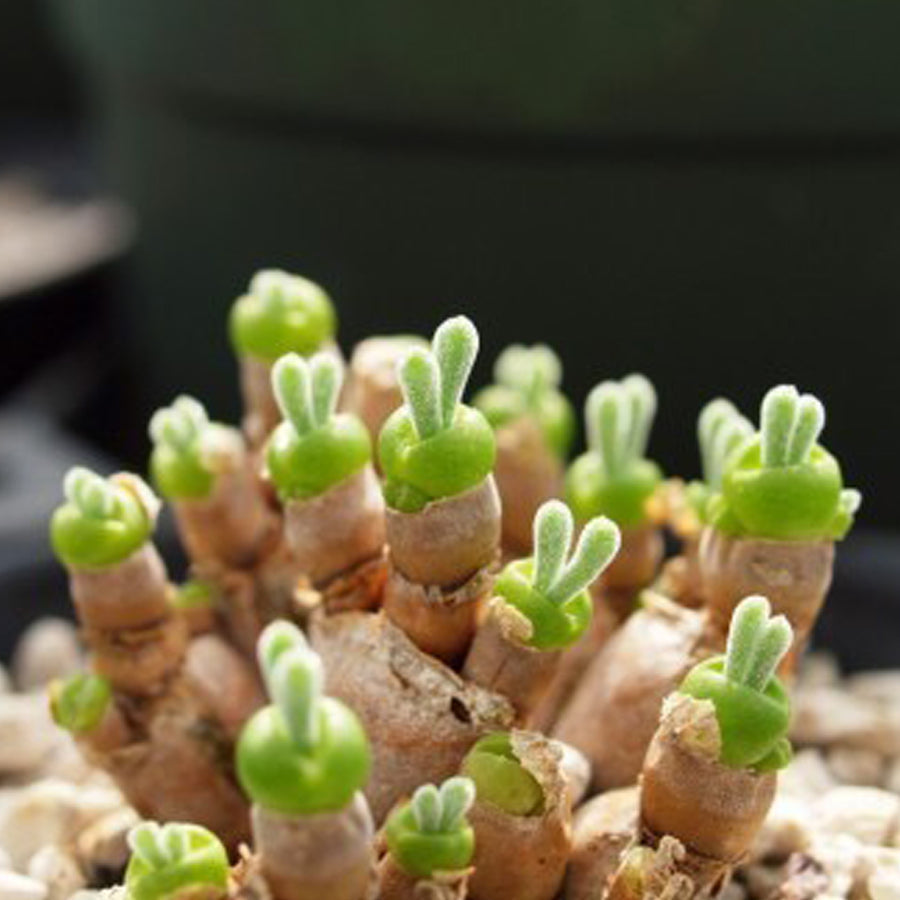 Dicrocaulon Ramulosum flower seeds