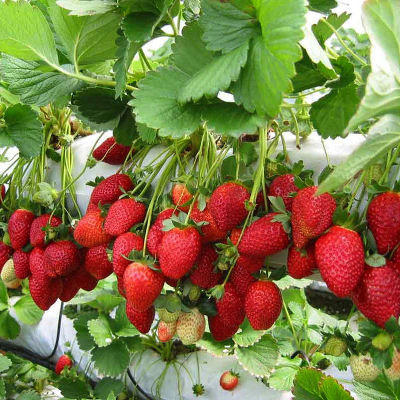 strawberry fruit seeds