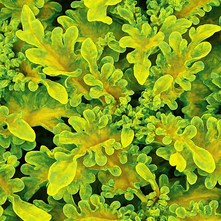 Green Yellow flower seeds
