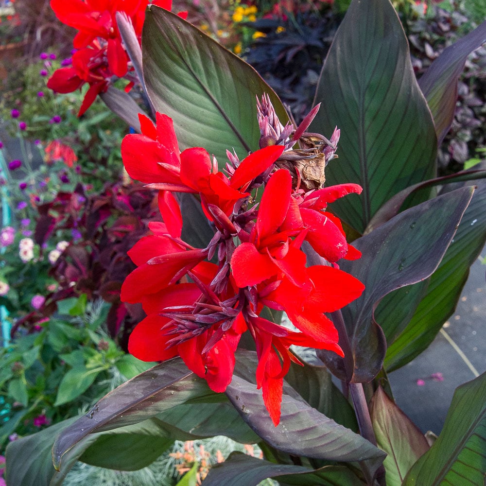 Canna flower seeds