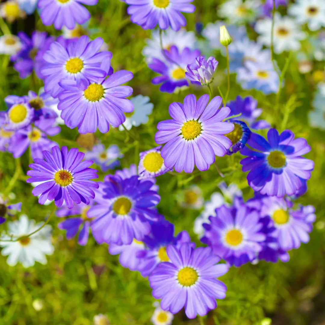 Purple Iberidifolia flower seeds
