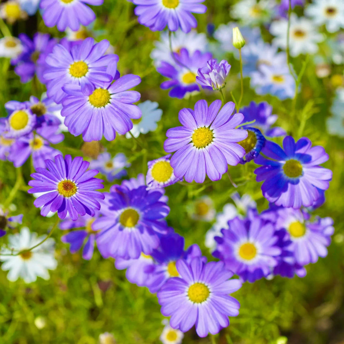 Blue Iberidifolia flower seeds