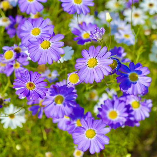 Blue Iberidifolia flower seeds