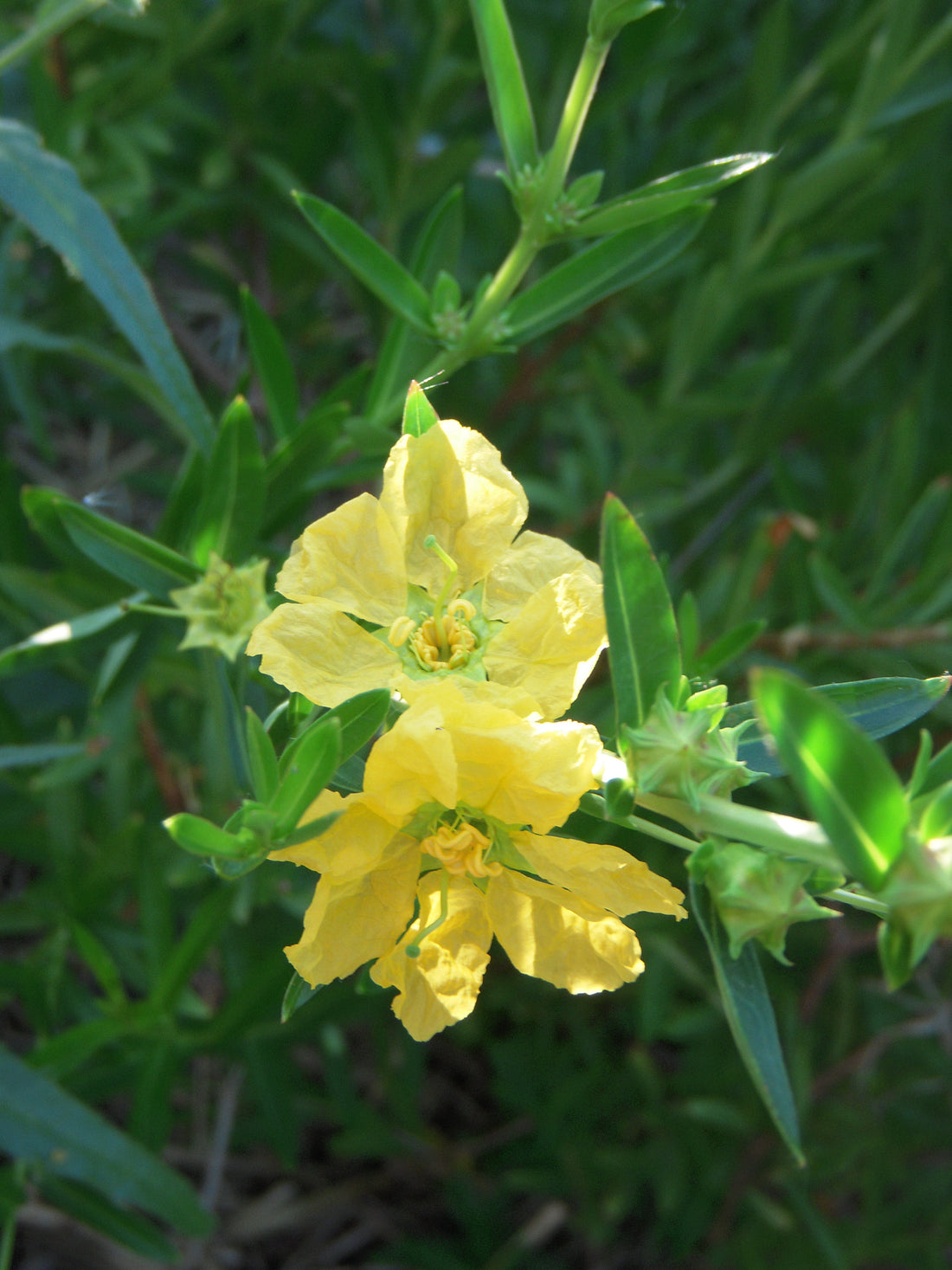Sinicuichi flower seeds