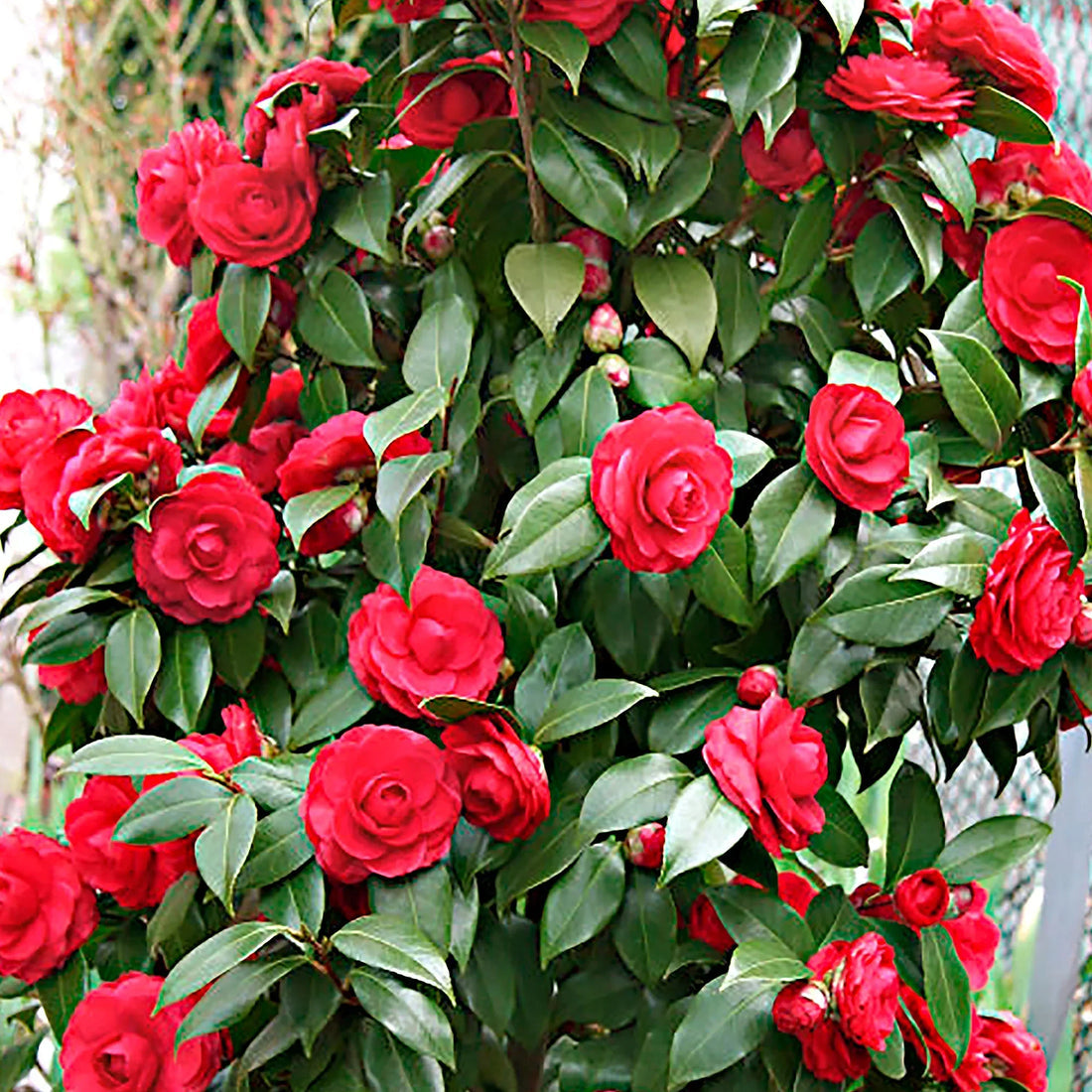 Camellia flower seeds