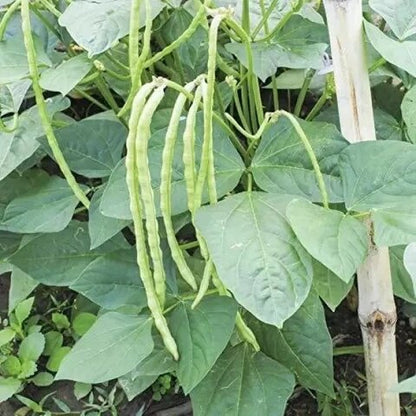 Cowpea Seeds for Planting – Heirloom Black-Eyed Pea Garden Seeds