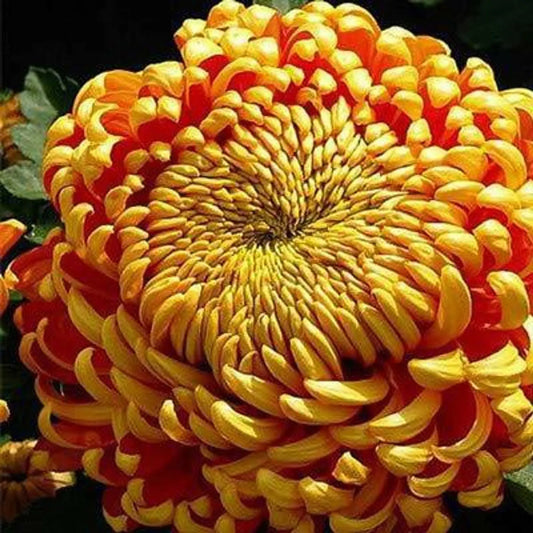 Yellow Red flower seeds