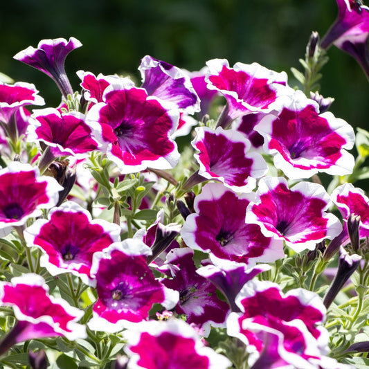 Red Picotee flower seeds