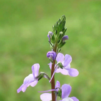 Linaria Canadensis Toadflax plant