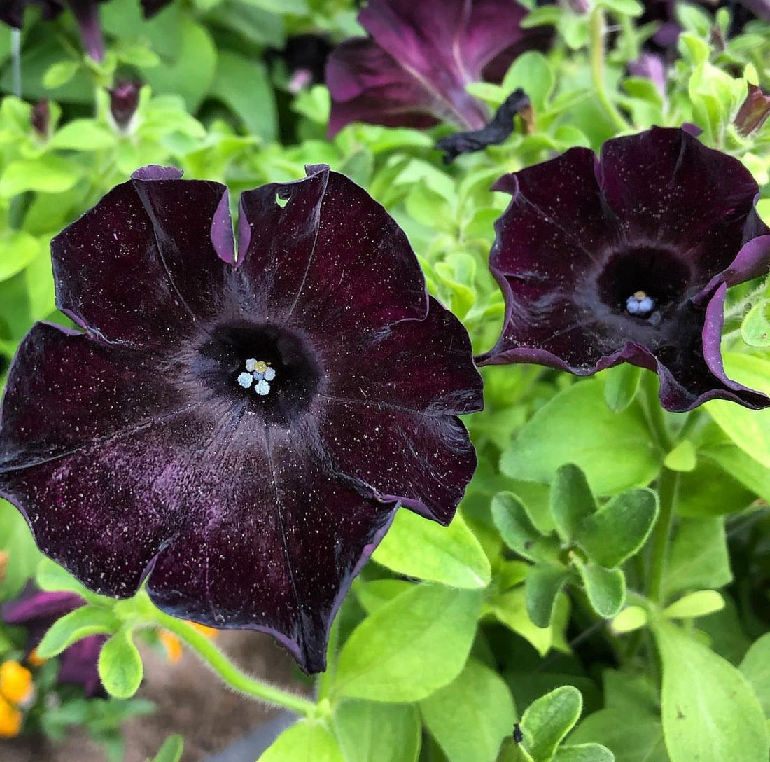 Black Purple flower seeds