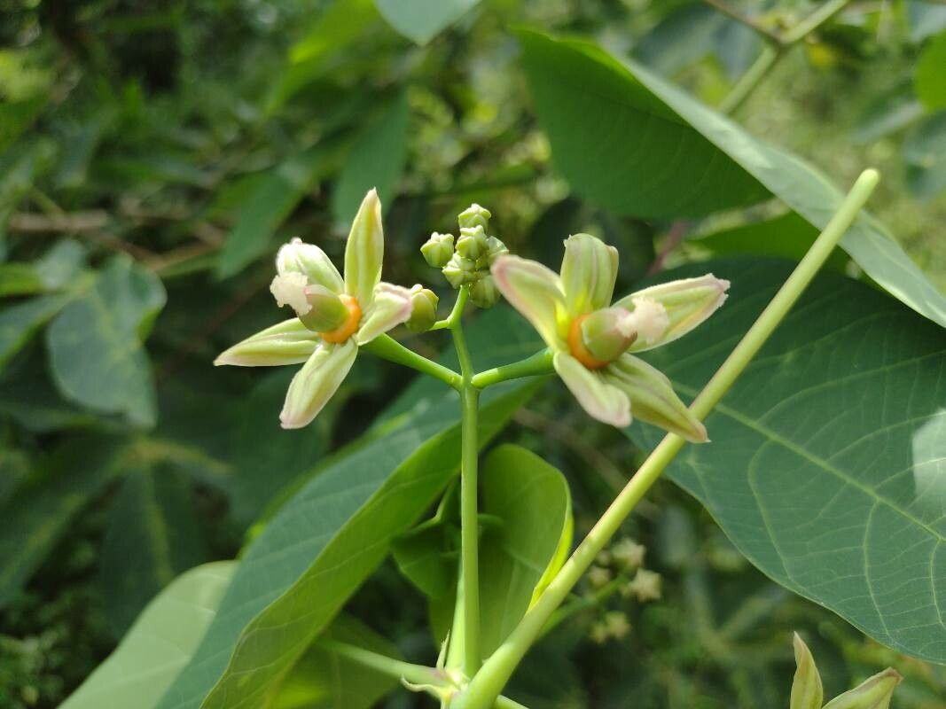 Yellow Hevea flower seeds