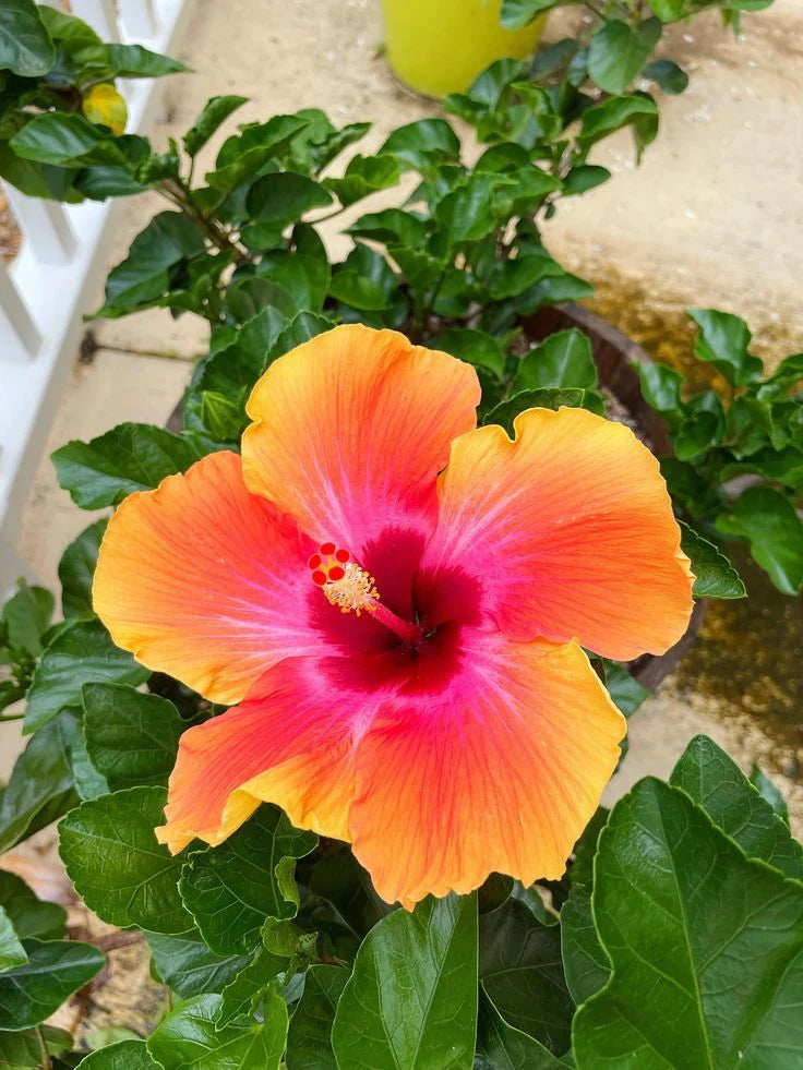 Orange Pink flower seeds