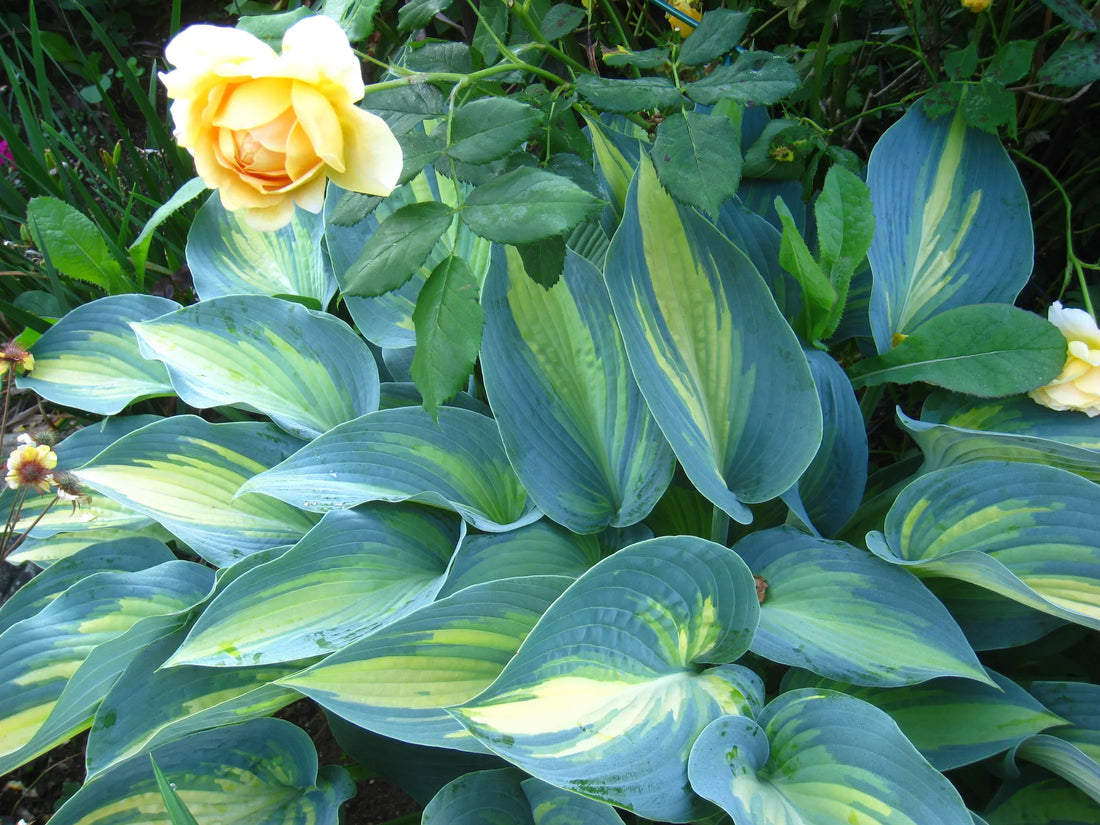 Sea Green flower seeds
