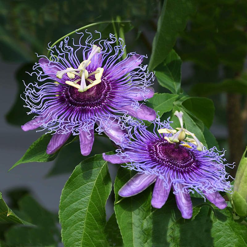 Purple Passion flower seeds