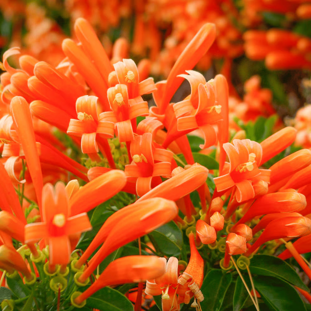 Light Orange flower seeds