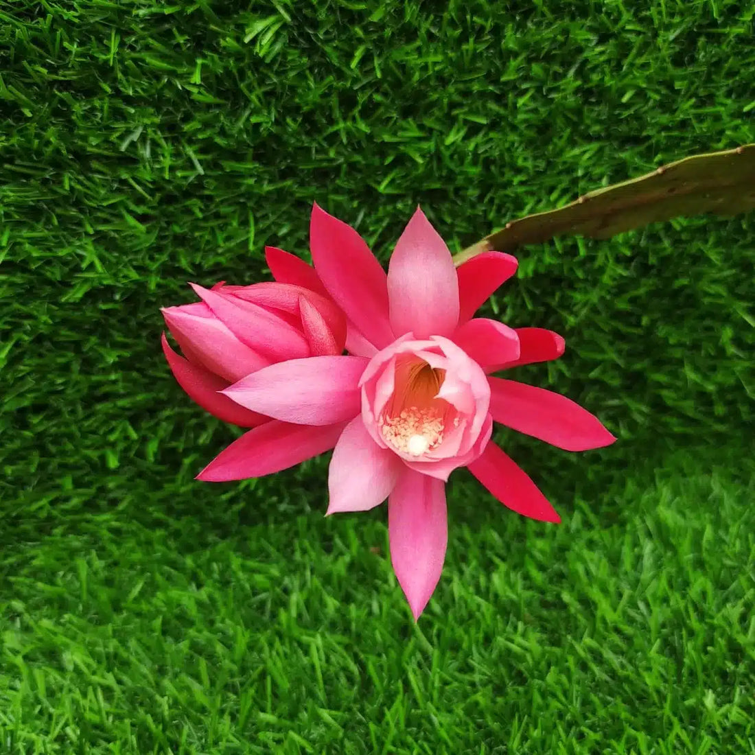 Pink Epiphyllum flower seeds