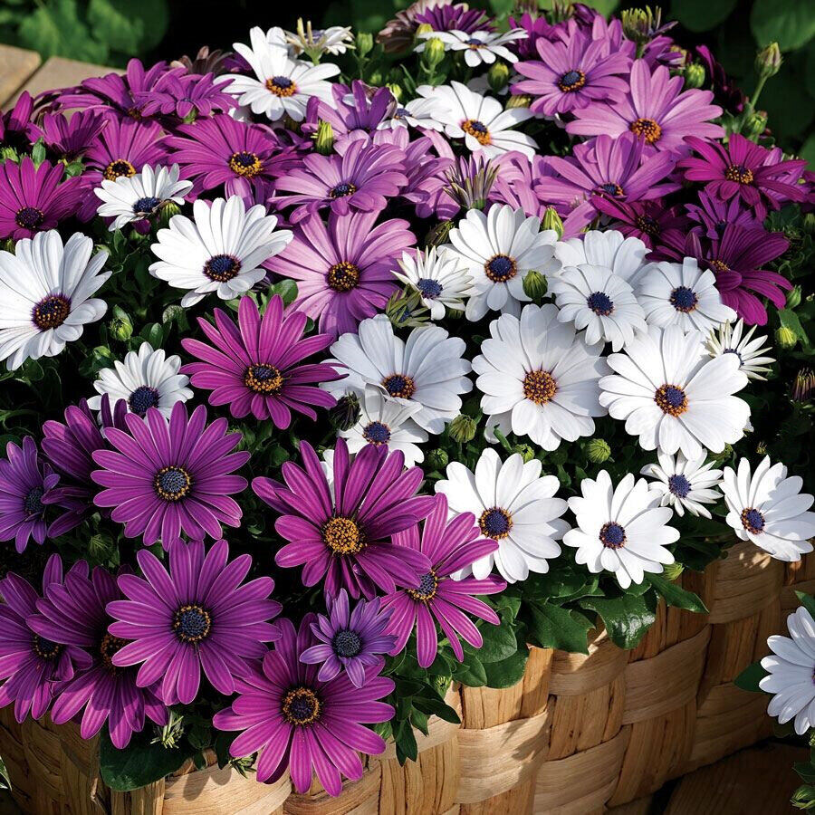 Osteospermum flower seeds