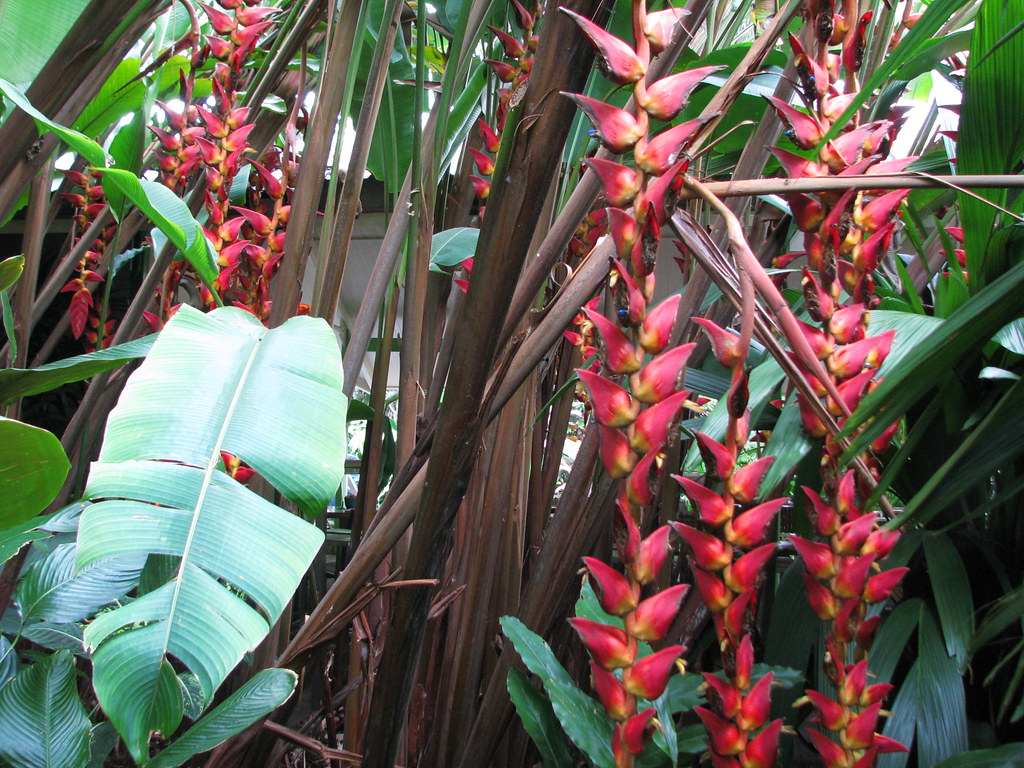 Heliconia Pogonantha flower seeds