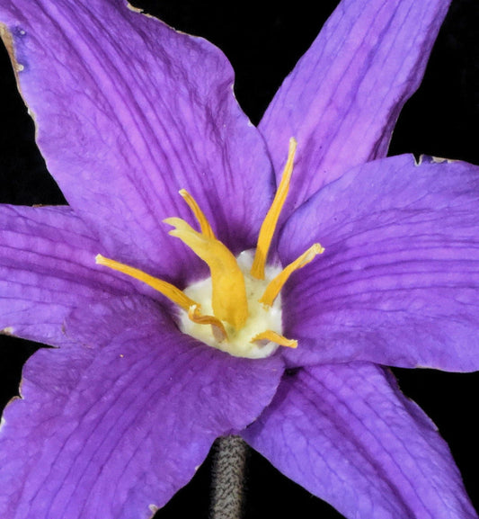 Xerophyta Viscosa flower seeds