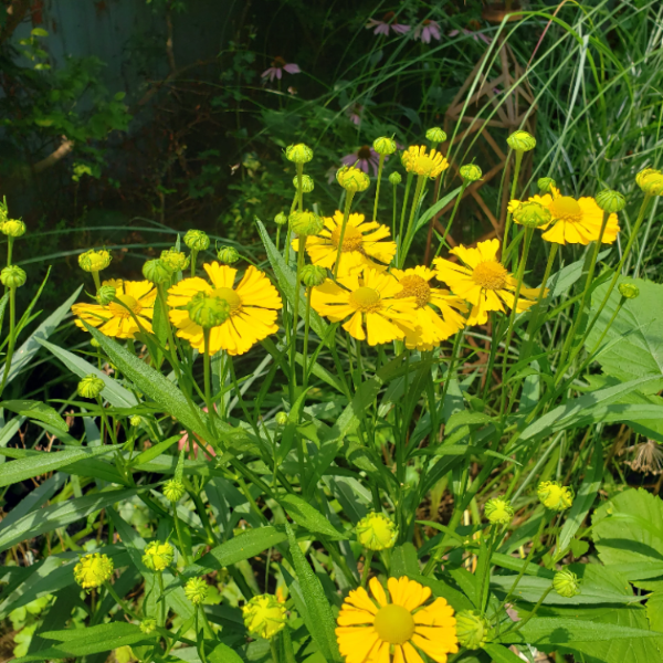 Autumn Leaves Helenium plant