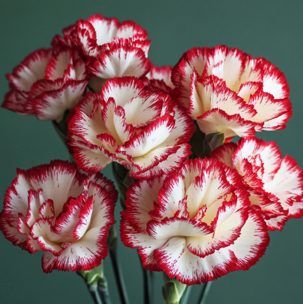 & White Carnation plant