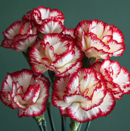 & White Carnation plant