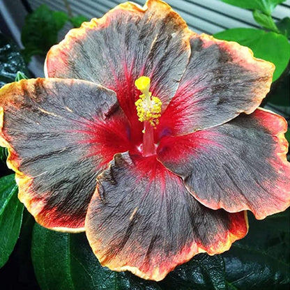 Pink Purple Hibiscus plant