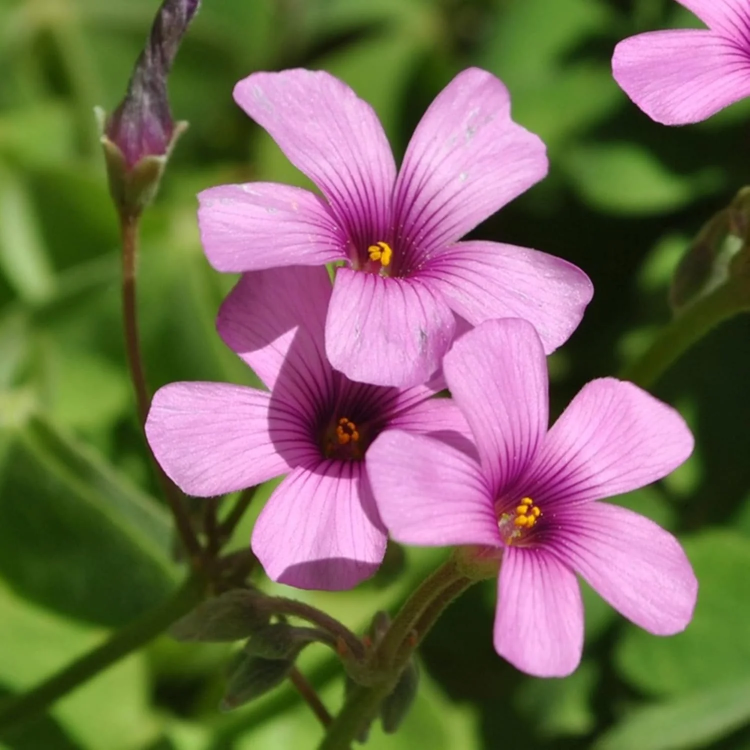 Pink Wood-Sorrel plant