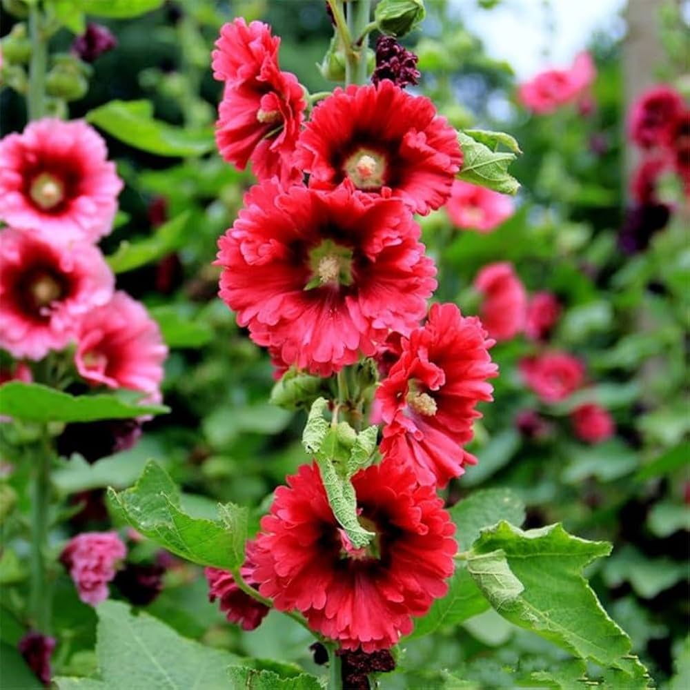 Double Red Hollyhock plant
