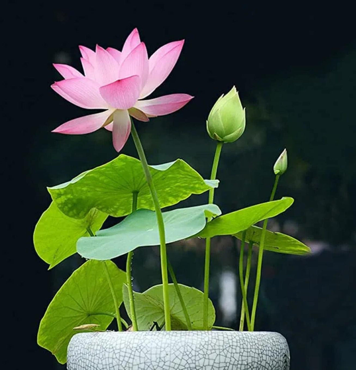 Bonsai Lotus plant