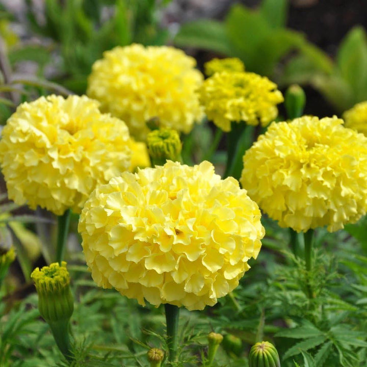 Mexican Marigold flower seeds