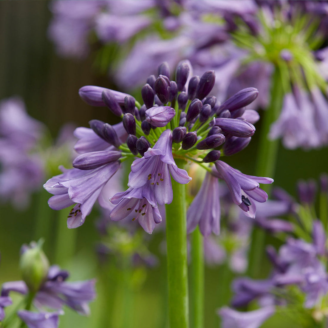 Violet Agapanthus flower seeds