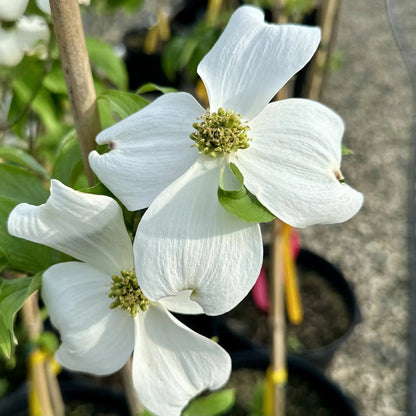 Cornus Florida flower seeds