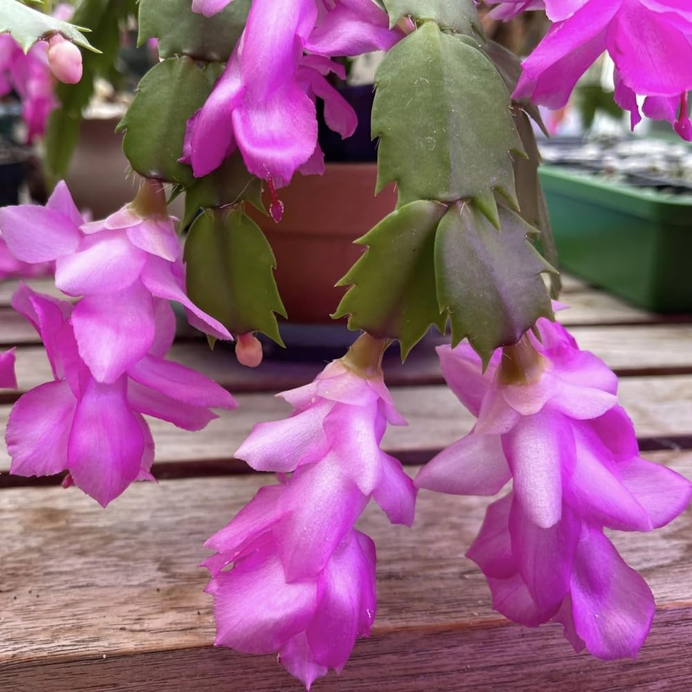 Lavender Schlumbergera flower seeds