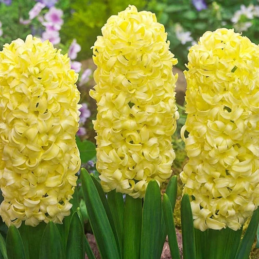 Yellow Hyacinthus flower seeds